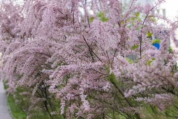 Yumuşak açan Tamarisk veya pembe çiçekli tuz sedir yeşili bitki