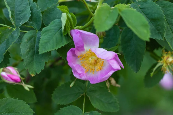 Rosa canina fioritura in estate, rosa canina fiore fioritura — Foto Stock