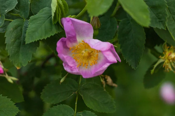 Rosehip miękki różowy kwiat kwitnący w lecie — Zdjęcie stockowe