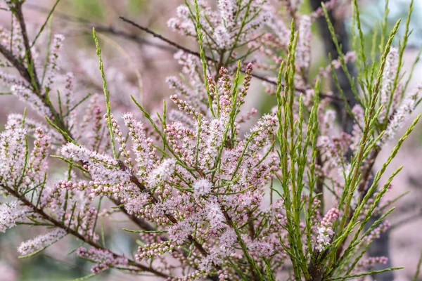 Sanfte Blüte von Tamarix oder Zedernholzpflanze mit rosa Blüten lizenzfreie Stockbilder