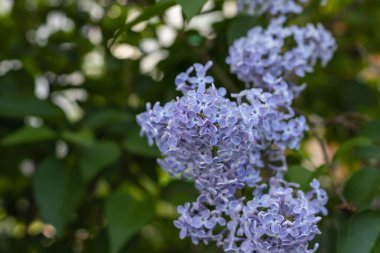 Renkli mor leylaklar yeşil yapraklarla çiçek açar. Çiçek deseni. Leylak arkaplan dokusu. Leylak duvar kağıdı