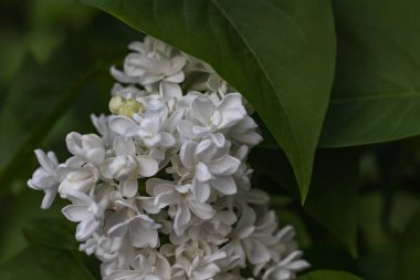 Yeşil yapraklı beyaz leylaklar çiçek açar. Çiçek deseni. Leylak arkaplan dokusu. Leylak duvar kağıdı