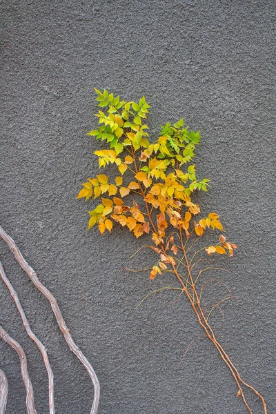 Uma Planta Rastejando Uma Parede Cinza Com Folhas Amareladas — Fotografia de Stock