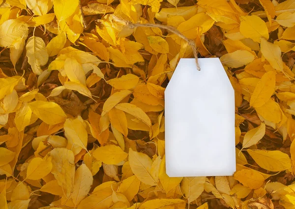 blank white paper tag lies on the ground on autumn fallen leaves