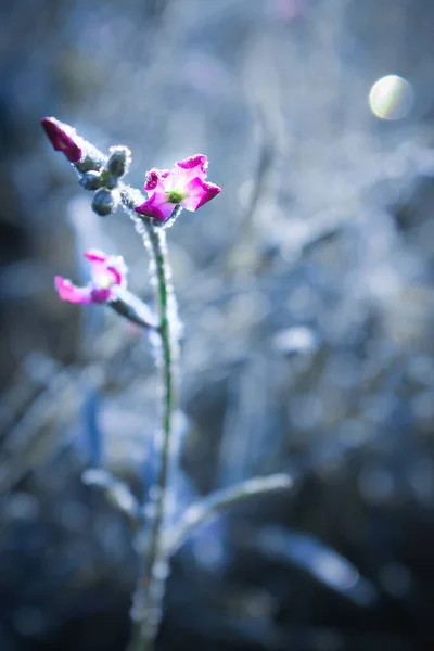 Floare Acoperită Îngheț Este Iluminată Raze Lumină Întuneric — Fotografie, imagine de stoc