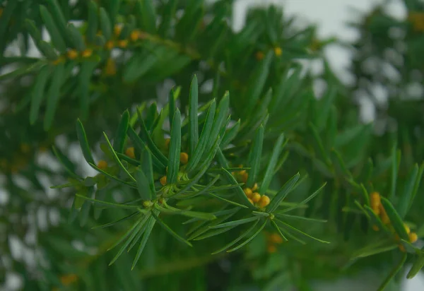 yew branches close-up. evergreen plant  background.