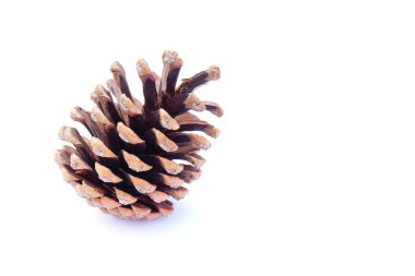 Beyaz arkaplanda çam kozalağı