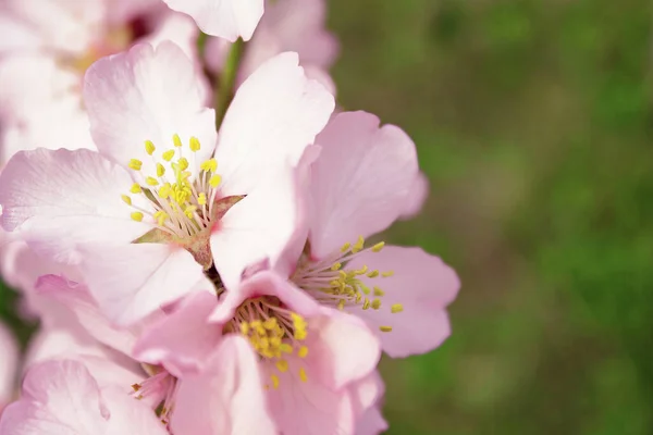 Flores Árvore Damasco Fechar Com Espaço Cópia — Fotografia de Stock