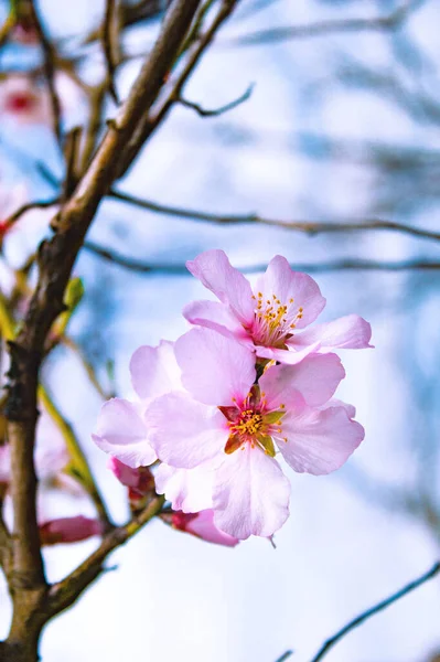 Flores Árboles Frutales Jardín Sobre Fondo Del Cielo Ramas Árboles — Foto de Stock