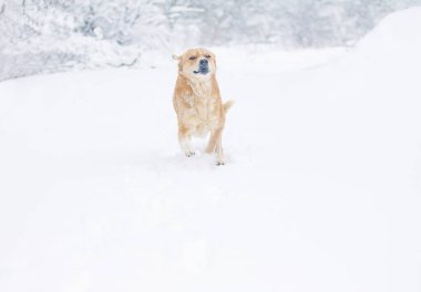 Neşeli büyük sarı-kırmızı köpek kar yağarken dışarıda karda koşar.