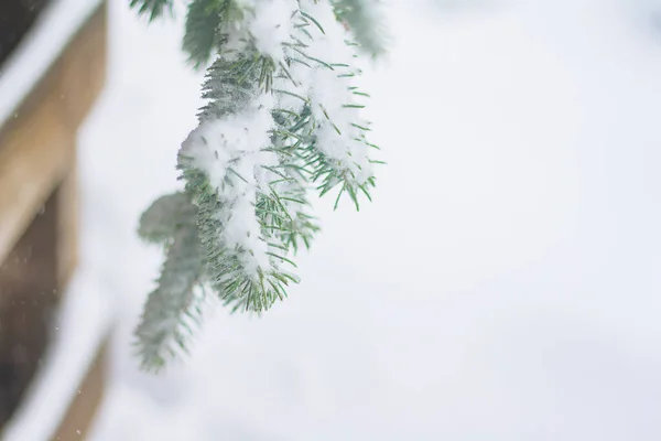 Fichtenzweig Großaufnahme Vor Dem Hintergrund Eines Schneebedeckten Hofes — Stockfoto