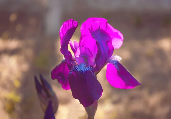 Flori Irisuri Violet Grădină Este Frumos Iluminat Razele Soarelui — Fotografie, imagine de stoc
