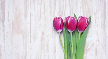 Beyaz ahşap masada renkli laleler. Kopyalama alanı olan üst görünüm