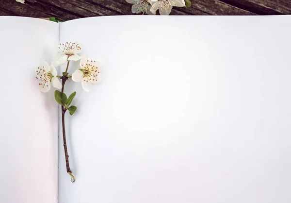 Pequeno Galho Cereja Florescendo Uma Folha Branca Branco Close Notebook — Fotografia de Stock