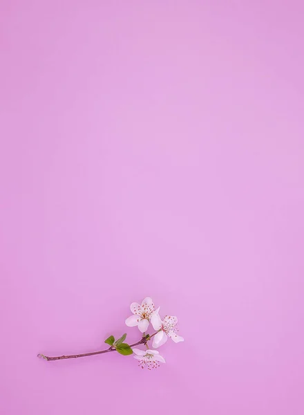 Pequeña Ramita Cerezo Flor Sobre Fondo Papel Rosa Con Lugar — Foto de Stock