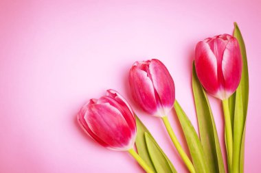 Pembe bir zemin üzerinde kopyalama alanı olan üç mor lale