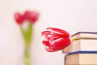 Pembe lale çiçeği, arka plandaki bulanık çiçek buketinde bir kitapta yatıyor.