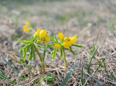 Sarı bahar yabani bozkır çiçekleri Leontice Odessana. Ukrayna 'nın doğası ve bitkileri