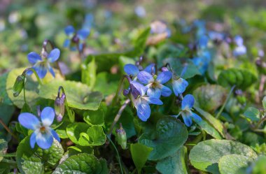 Ormanda güneş ışığında vahşi menekşelerin çiçekleri. Vahşi çiçeklerin doğal bahar arkaplanı