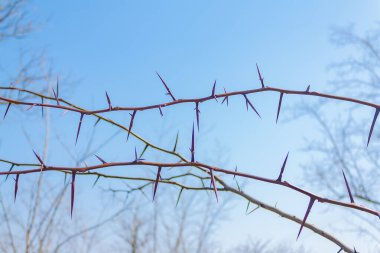 Akasya 'nın dalları ve açık havada gökyüzüne karşı uzun dikenler.