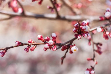 Açılmamış çiçek tomurcukları bahçedeki bir meyve ağacında