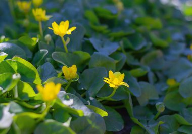 Çayırda ilkbahar sarı çiçekleri. Çiçek açan doğal bir arka plan.