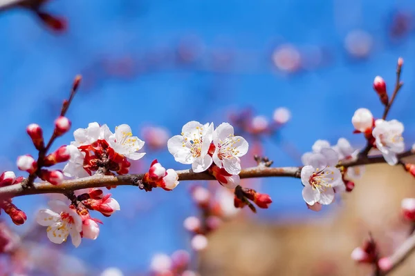 White Flowers Branch Fruit Tree Garden Blue Sky — Φωτογραφία Αρχείου