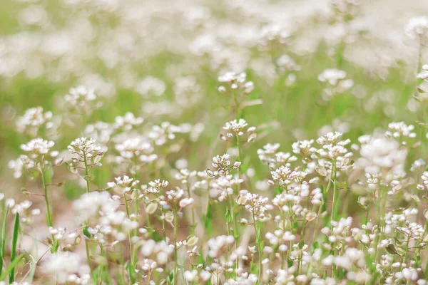 Natural Background Wild Blooming Flowers White Wild Flowers Meadow — Zdjęcie stockowe