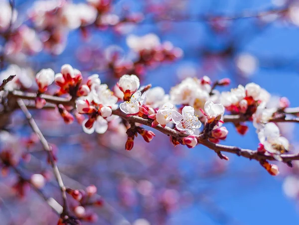 Primavera Árvore Floração Jardim Primavera Fundo Natural — Fotografia de Stock