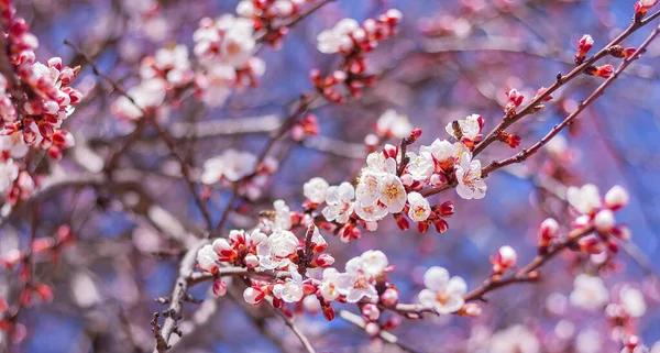 Rami Albero Fiore Nel Giardino Primavera Sfondo Naturale — Foto Stock