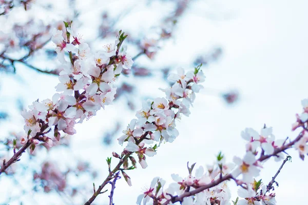 Větve Kvetoucího Mandlovníku Zahradě Zamračeného Dne Přírodní Jarní Pozadí — Stock fotografie
