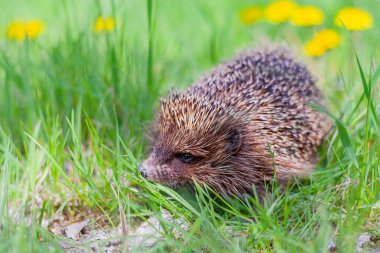 European hedgehog on green grass with yellow dandelions in the meadow
