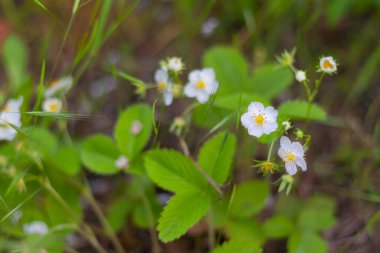 Bahçede çiçek açan beyaz çiçekler.