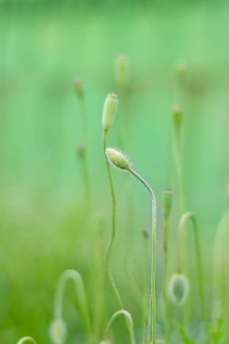 Çayırdaki çimlerin arka planında patlamamış yabani gelincik tomurcukları
