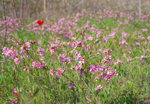Çiçek açmış erik tenella ağacı. Güneşli bir günde pembe çiçekli ve yeşil yapraklı cüce bademler..