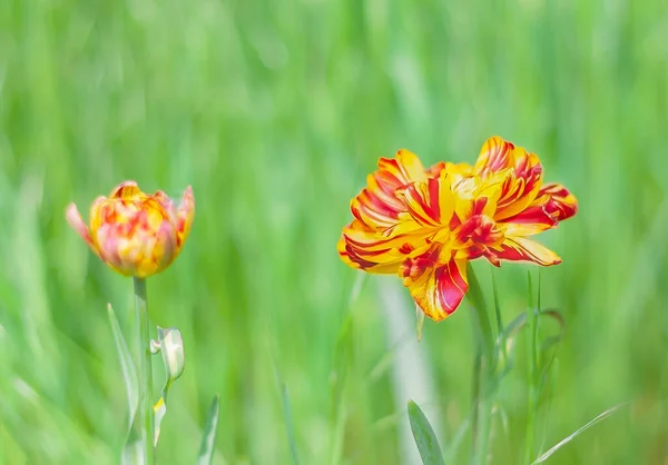 Belle Fleur Tulipe Fleurie Jaune Rouge Parmi Herbe Verte Dans — Photo