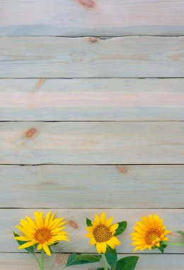 Üç sarı ayçiçeği, ahşap bir arka planda, kopyalama alanı olan bir sıranın üzerinde yatıyor.