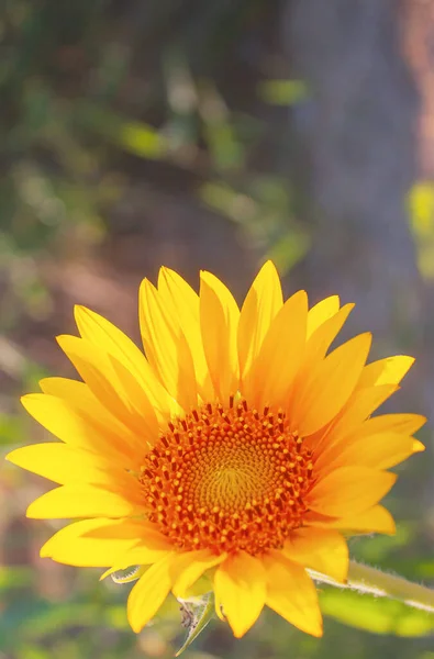 Girassol Amarelo Flor Fechar Dia Ensolarado Natureza — Fotografia de Stock