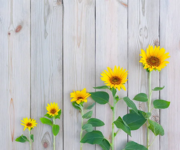 Diagonální Řada Žluté Krásné Květy Slunečnice Pozadí Dřevěných Prken Kopírovacím — Stock fotografie