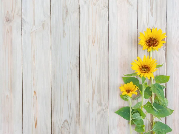 Tři Krásné Žluté Slunečnice Květiny Rustikální Dřevěné Pozadí Kopírovacím Prostorem — Stock fotografie
