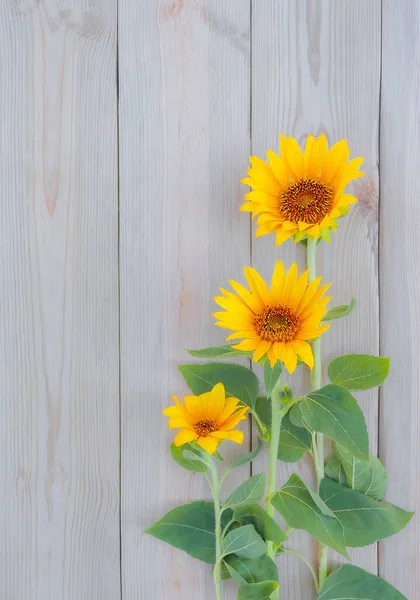 Tres Hermosos Girasoles Cerca Sobre Fondo Rústico Madera Flores Amarillas — Foto de Stock