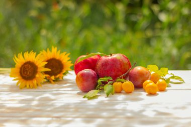 yellow flowers of sunflower, fresh apples and plums on a wooden table in the garden on a sunny day. thanksgiving and harvest concept