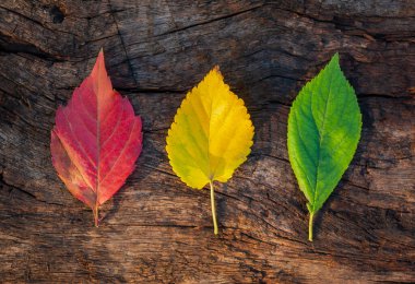 kırmızı, sarı ve yeşil sonbahar yaprakları eski ahşap arka plan görünümünde