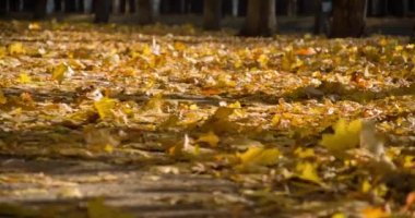 Yapraklar sonbaharda sonbahar Şehir Parkı