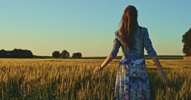 Beautiful girl running on wheat field — Stock Video