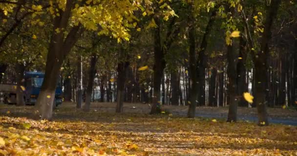 Φύλλα πέφτουν το φθινόπωρο πάρκο της πόλης — Αρχείο Βίντεο