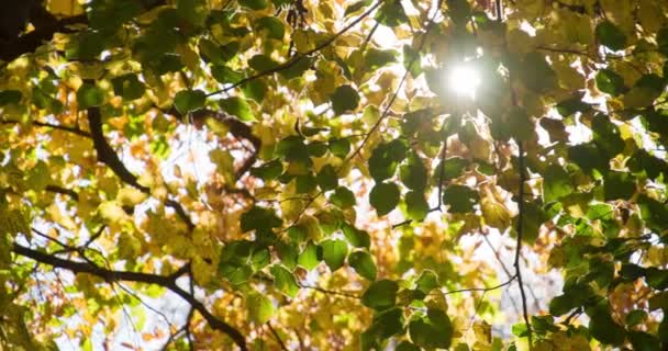 Feuilles d'automne avec soleil qui brille à travers  