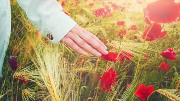 Womans walking through red poppy — 图库视频影像