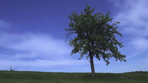 Árbol verde balanceándose con viento — Vídeos de Stock