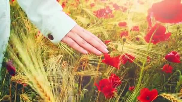 Womans walking through red poppy — 图库视频影像